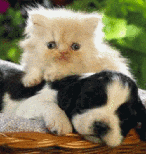 Kitten & Puppy Best Friends