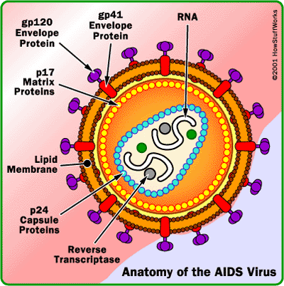 Aids virus