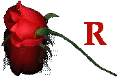 red rose(lovely)