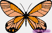 orange b*tterfly
