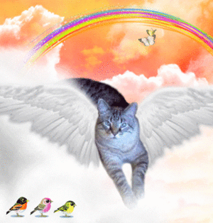 Rainbow Angel Cat