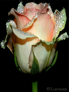pink rose,silvr lineing