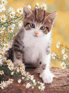 Kitten In White Flowers