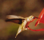 Hummingbird Animation