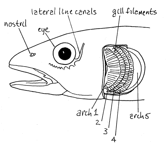 fish gill