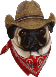 Pug Dog Cowboy