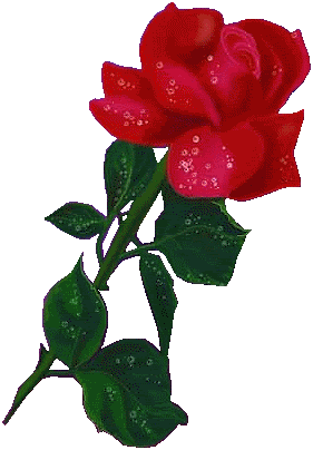 lon stem red rose