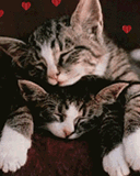 Cuddling kittys