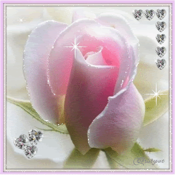 diamond pink rose