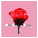 Rose love u