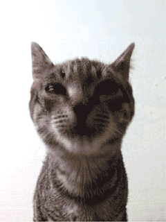 Tabby Cat - Screen Licker