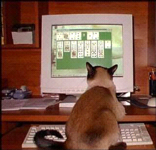 Cat Playing Solitaire
