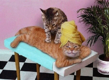 Cat Getting A Massage
