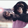 monkey gun gif