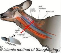 Islamic+method+of+slaught