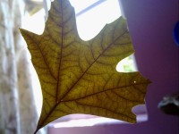 chinar leaf