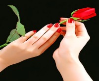 Hand n rose