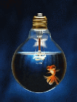 Goldfish In A Light 