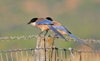 Azure-winged Magpie (Cyan