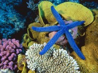 Blue Sea Star (Linckia la