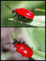 Red Beetles