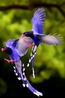 Taiwan Blue Magpie (Uroci