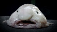 Blobfish (Psychrolutes ma