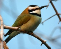 White-throated Bee-eater 