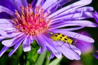 Spotted Cucumber Beetle (