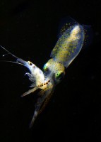 Southern Calamari Squid (
