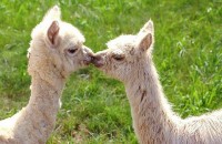 Alpacas Kissing