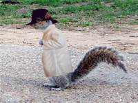 Super Sleuth Squirrel