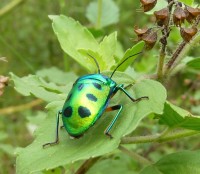 Green Jewel Beetle