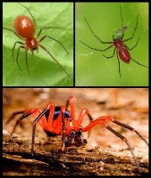 Red Spiders