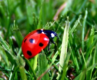 Red Ladybug In Grass