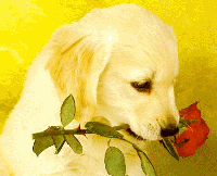 Puppy With A Rose
