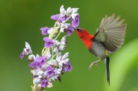 Crimson Sunbird  (Aethopy