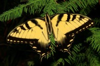 Eastern Tiger swa11owtail