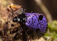 Spotted Purple Beetle