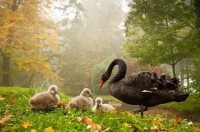 Black Swan (Cygnus atratu