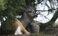 Bambi & Thumper 3