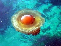 Fried Egg Jellyfish (Coty