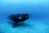 Bowhead Whale (Balaena my