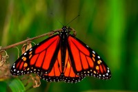 Monarch b*tterfly (Danaus