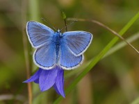 Blue Bell Moth