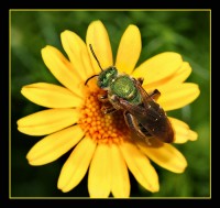 Green Bee On Flower
