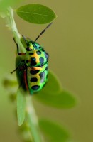 Jewel Beetle
