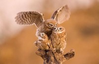 Little Owl (Athene noctua