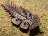 Trilobite Beetle (Dulitic