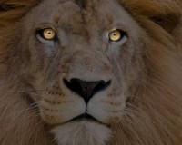 Lion (Panthera leo kruger